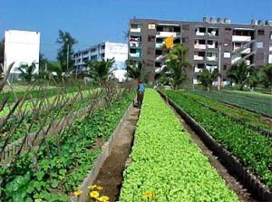 Organoponico in Cuba. Pic via Television Camaguey