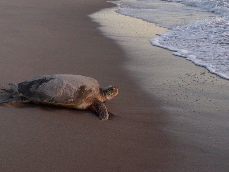 (5) Because we want gals like these to be around forever (Melbourne Beach, Florida)