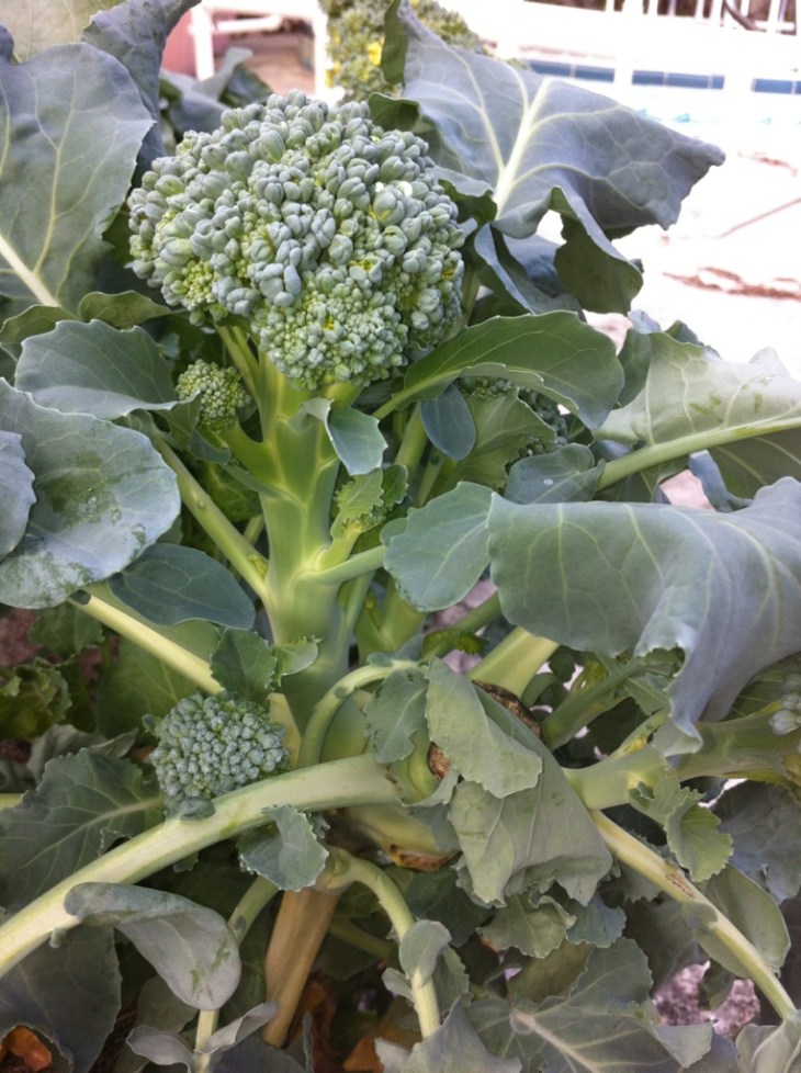 (1) Fruits and veggies just taste better when you grow them yourself 